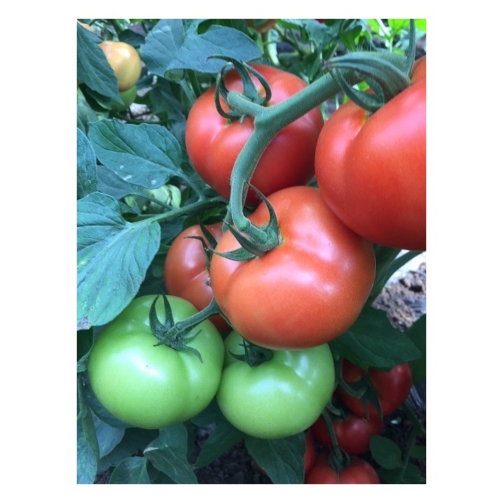 Seminte Tomate MOLDOVEANU F1 Hektar - 500 seminte