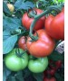 Seminte Tomate MOLDOVEANU F1 Hektar - 500 seminte