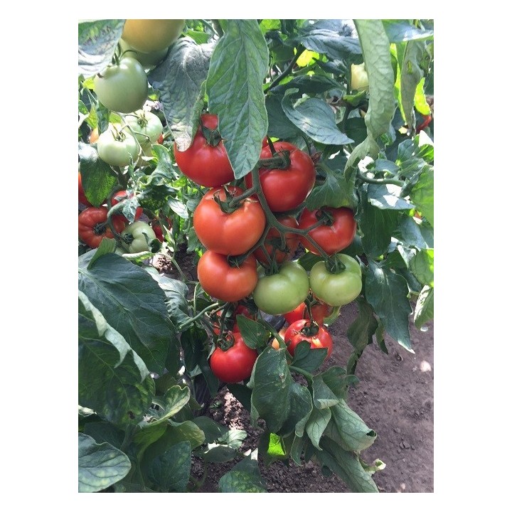 Seminte Tomate MOLDOVEANU F1 Hektar - 500 seminte