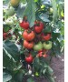 Seminte Tomate MOLDOVEANU F1 Hektar - 500 seminte