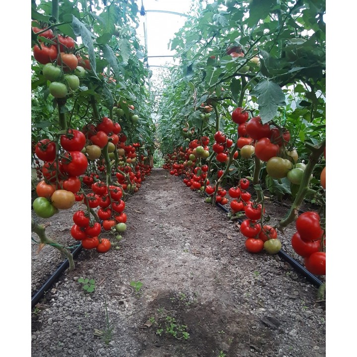 Seminte Tomate MOLDOVEANU F1 Hektar - 500 seminte