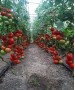 Seminte Tomate MOLDOVEANU F1 Hektar - 500 seminte
