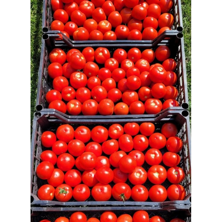 Seminte Tomate MOLDOVEANU F1 Hektar - 500 seminte