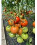 Seminte Tomate MOLDOVEANU F1 Hektar - 500 seminte