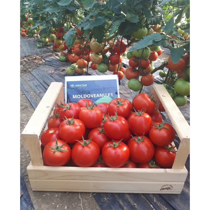 Seminte Tomate MOLDOVEANU F1 Hektar - 500 seminte