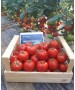 Seminte Tomate MOLDOVEANU F1 Hektar - 500 seminte
