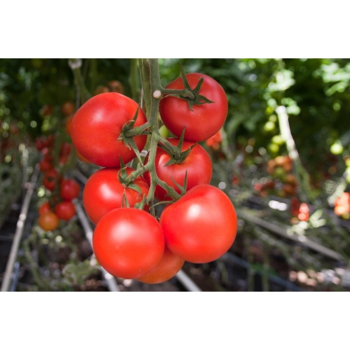 Seminte Tomate MOLDOVEANU F1 Hektar - 500 seminte