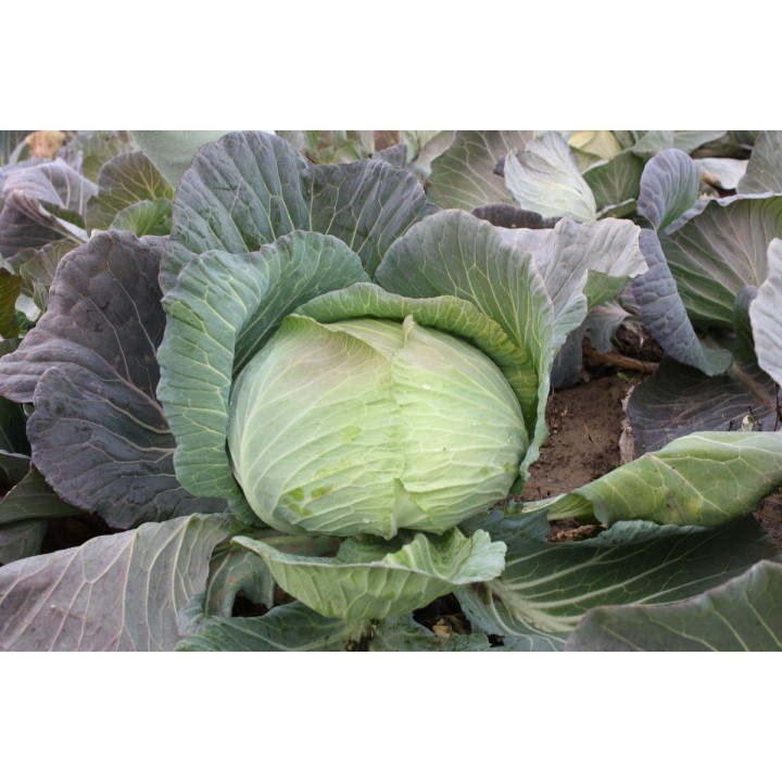 Seminte Varza BEVERLY HILLS F1 Hektar - 25.000 seminte