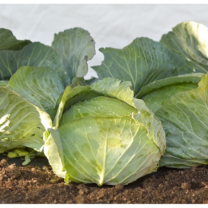 Seminte Varza BEVERLY HILLS F1 Hektar - 25.000 seminte