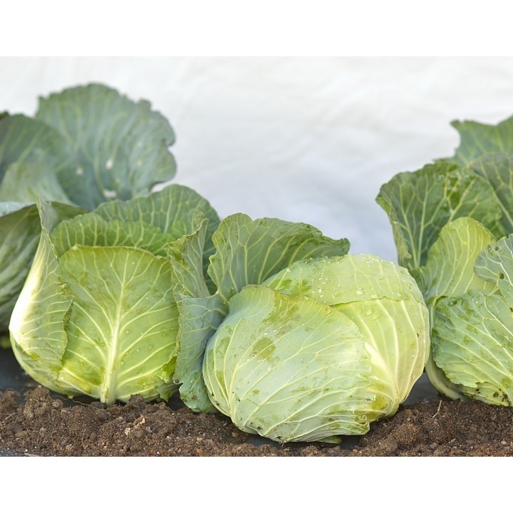 Seminte Varza BEVERLY HILLS F1 Hektar - 25.000 seminte