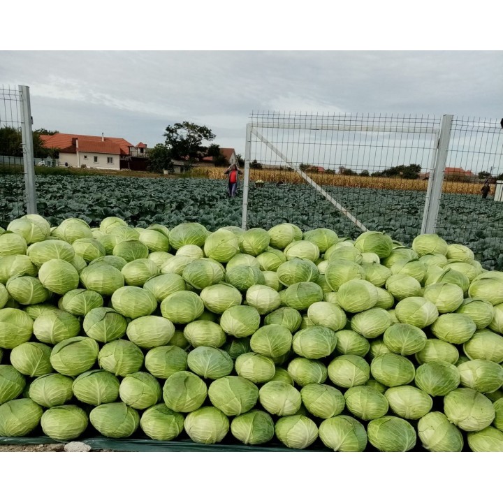 Seminte Varza BEVERLY HILLS F1 Hektar - 25.000 seminte