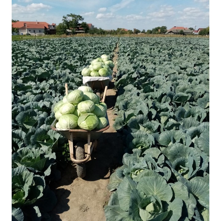 Seminte Varza BEVERLY HILLS F1 Hektar - 25.000 seminte