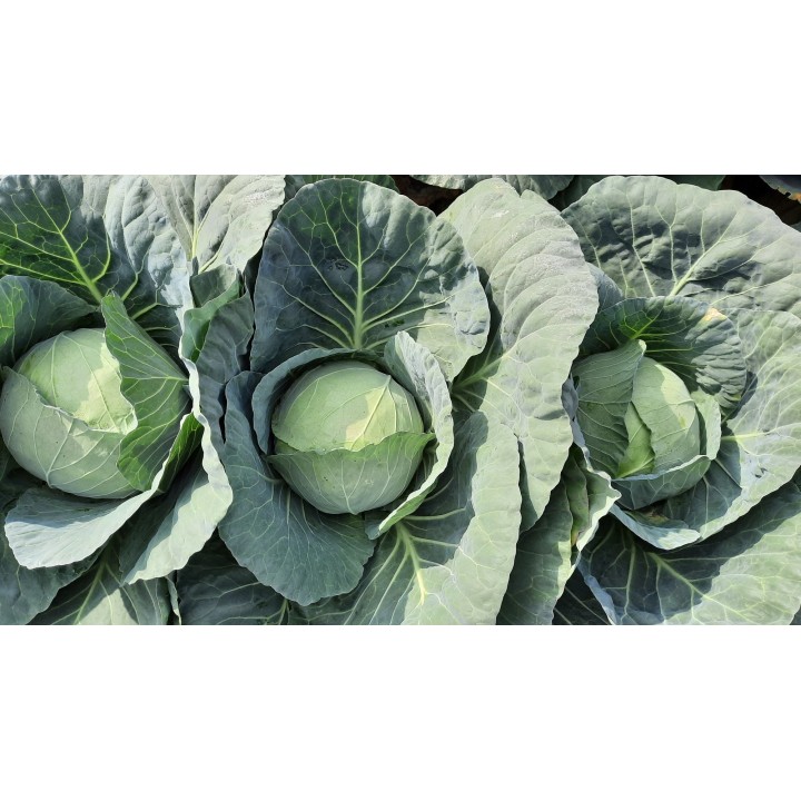 Seminte Varza VICTORIA F1 Hektar - 2.500 seminte