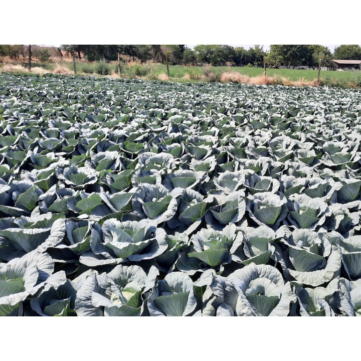 Seminte Varza VICTORIA F1 Hektar - 2.500 seminte