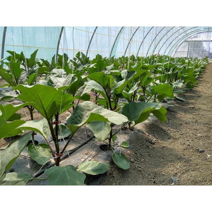 Seminte Vinete MINERVA F1 Hektar - 50 seminte