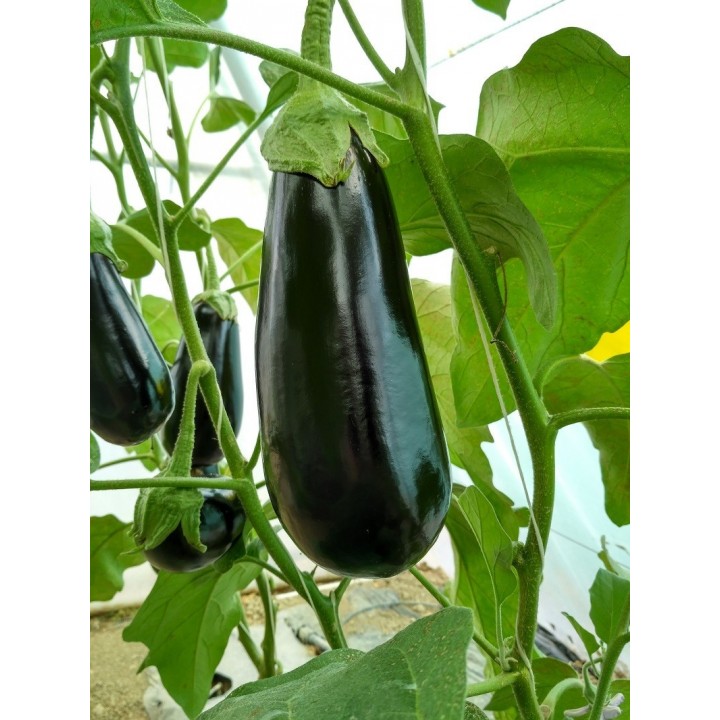 Seminte Vinete MINERVA F1 Hektar - 50 seminte