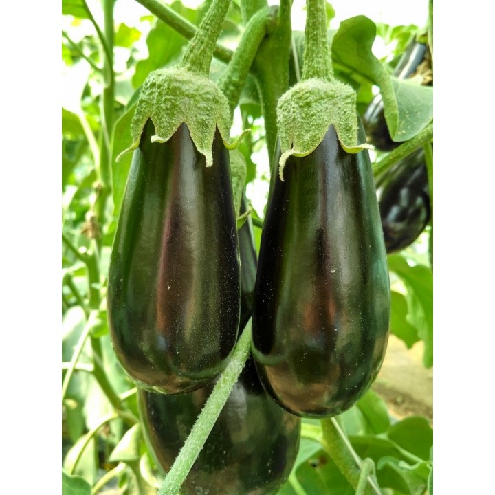 Seminte Vinete MINERVA F1 Hektar - 50 seminte