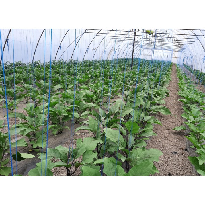 Seminte Vinete MINERVA F1 Hektar - 50 seminte