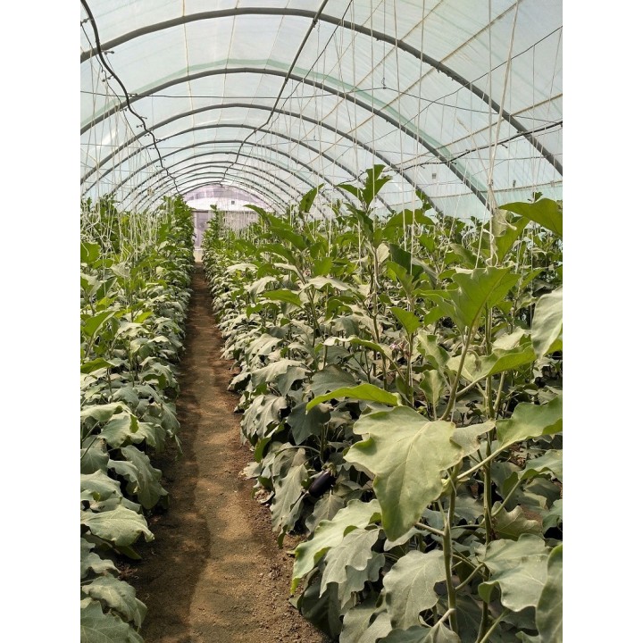 Seminte Vinete MINERVA F1 Hektar - 500 seminte