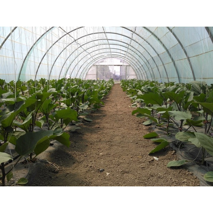 Seminte Vinete MINERVA F1 Hektar - 500 seminte