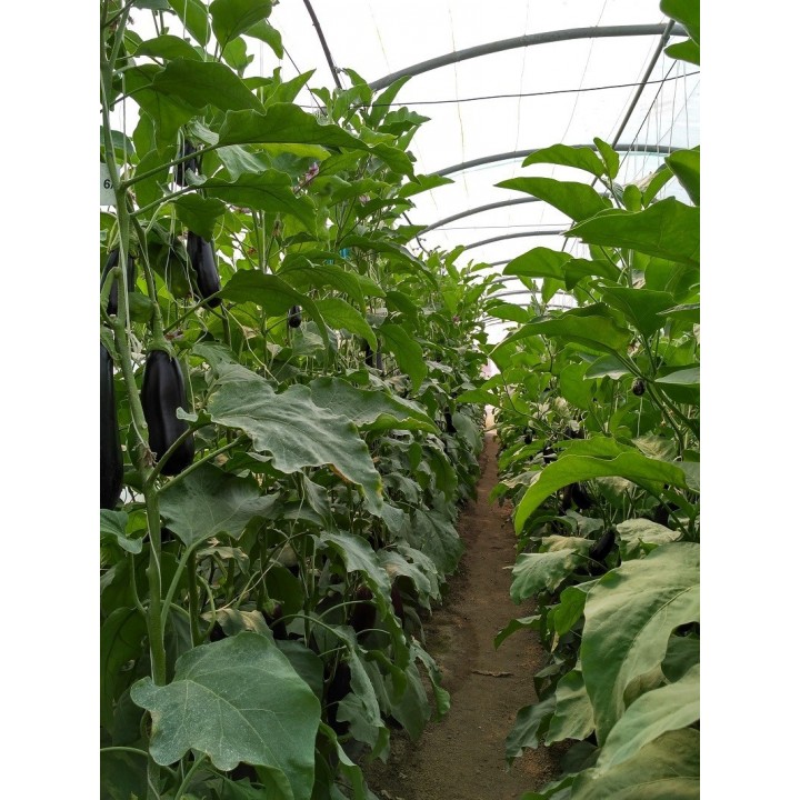 Seminte Vinete MINERVA F1 Hektar - 500 seminte