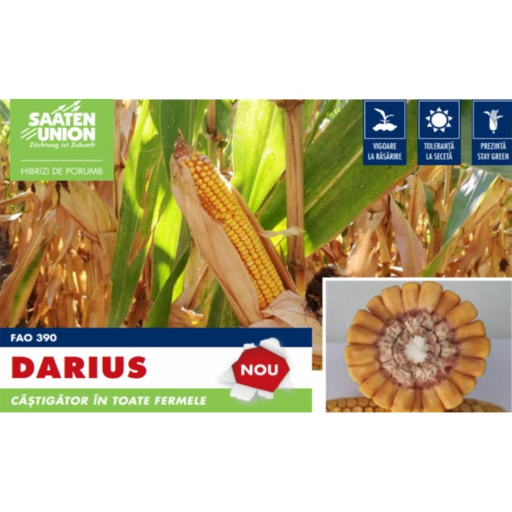 Samanta Porumb DARIUS Saaten Union, FAO 390 - Sac 50.000 boabe Samanta Porumb DARIUS Saaten Union, FAO 390 - Sac 50.000 boabe