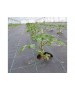 Folie antiburuieni AGROTEXTIL, 100 g/mp, Tratata UV, 6 Sezoane - Rola 1,65 x 100 m