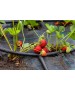 Folie antiburuieni AGROTEXTIL, 100 g/mp, Tratata UV, 6 Sezoane - Rola 1,65 x 100 m