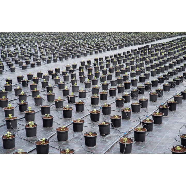 Folie antiburuieni AGROTEXTIL, 100 g/mp, Tratata UV, 6 Sezoane - Rola 1,65 x 100 m Folie antiburuieni AGROTEXTIL, 100 g/mp, Tratata UV, 6 Sezoane - Rola 1,65 x 100 m