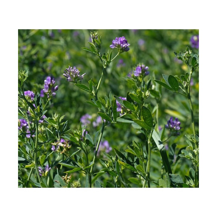 Samanta lucerna BANAT C1, Drajata, 4 AGRO - 10 kg Samanta lucerna BANAT C1, Drajata, 4 AGRO - 10 kg