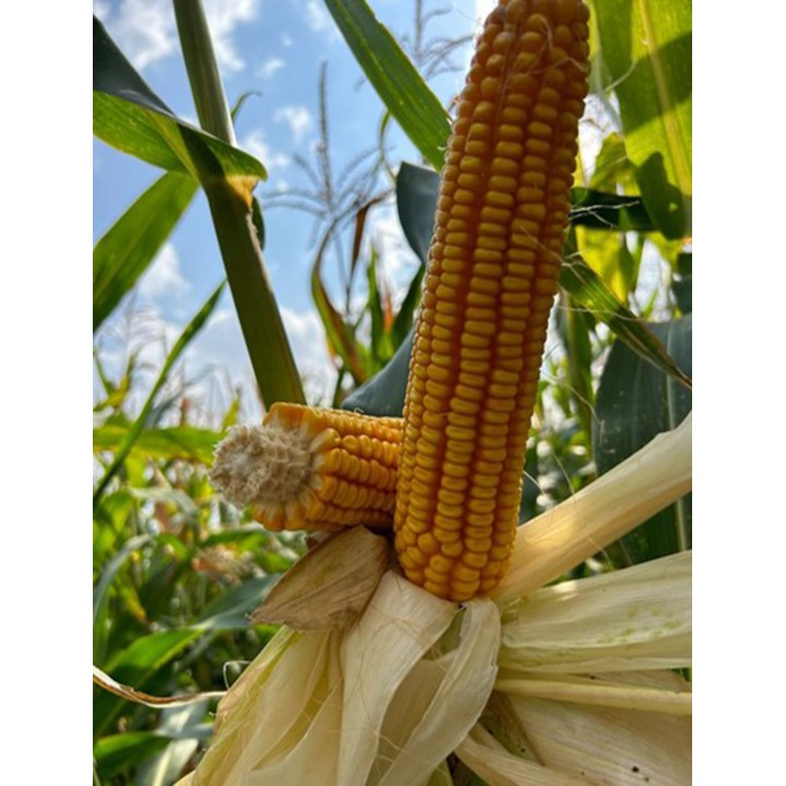 Samanta Porumb MDM3403 Mas Seeds, Sac 25.000 boabe Samanta Porumb MDM3403 Mas Seeds, Sac 25.000 boabe