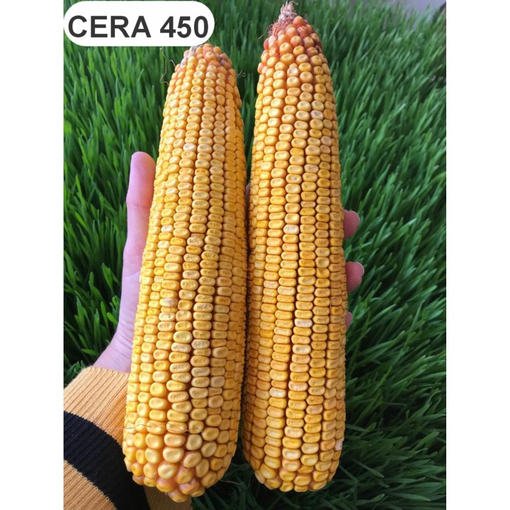 Samanta Porumb CERA 450, Genetica Fundulea, FAO 450, tardiv Samanta Porumb CERA 450, Genetica Fundulea, FAO 450, tardiv