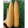 Samanta Porumb CERA 450, Genetica Fundulea, FAO 450, Tardiv - Sac 50.000 boabe