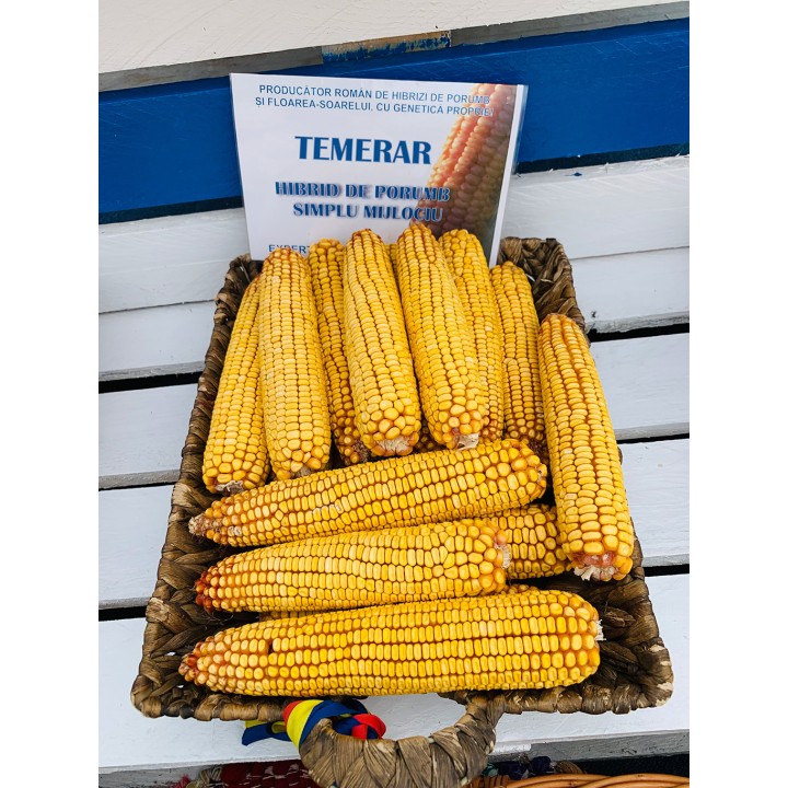 Samanta Porumb TEMERAR, Genetica Fundulea, FAO 420, 50.000 boabe