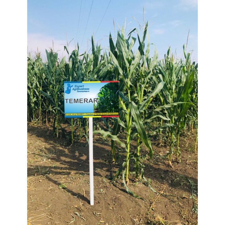 Samanta Porumb TEMERAR, Genetica Fundulea, FAO 420, 50.000 boabe