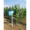 Samanta Porumb TEMERAR, Genetica Fundulea, FAO 420, Semi-Tardiv - Sac 50.000 boabe