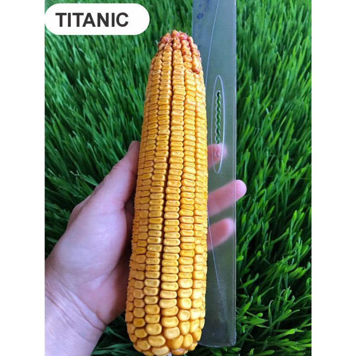 Samanta Porumb TITANIC, Genetica Fundulea, FAO 350, 50.000 boabe Samanta Porumb TITANIC, Genetica Fundulea, FAO 350, 50.000 boabe