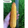 Samanta Porumb TITANIC, Genetica Fundulea, FAO 350, Semi-Timpuriu - Sac 50.000 boabe