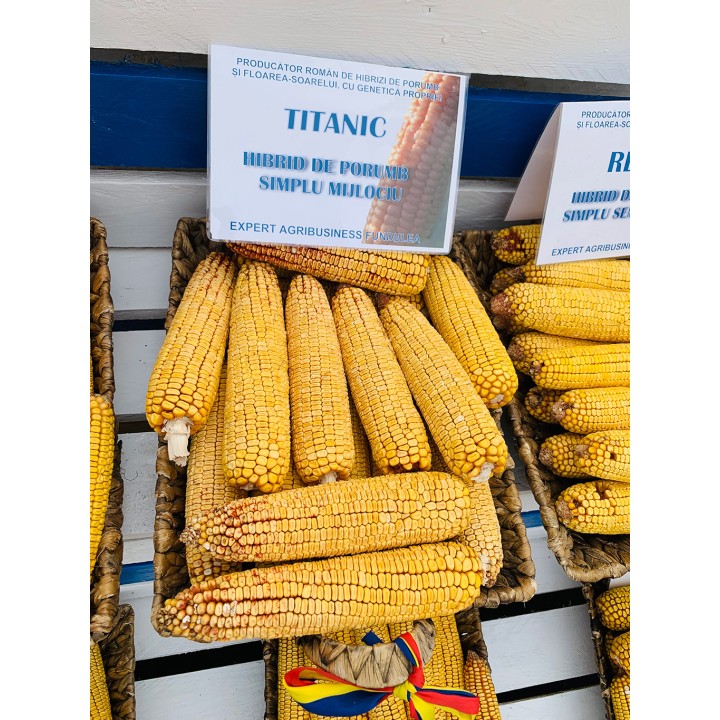 Samanta Porumb TITANIC, Genetica Fundulea, FAO 350, 50.000 boabe Samanta Porumb TITANIC, Genetica Fundulea, FAO 350, 50.000 boabe