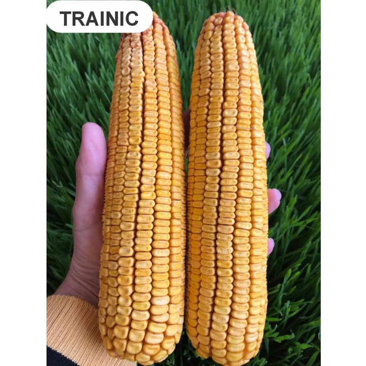 Samanta Porumb TRAINIC, Genetica Fundulea, FAO 370, 50.000 boabe Samanta Porumb TRAINIC, Genetica Fundulea, FAO 370, 50.000 boabe