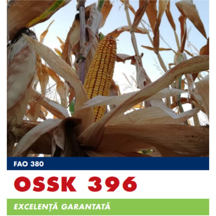 Samanta Porumb OSSK 396 Saaten Union, FAO 380, 25.000 boabe Samanta Porumb OSSK 396 Saaten Union, FAO 380, 25.000 boabe