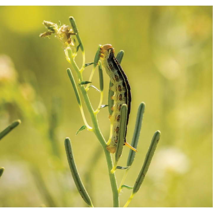 BERETA® - Tratament Insecto-Acaricid Ecologic, Vitana - 1 Litru