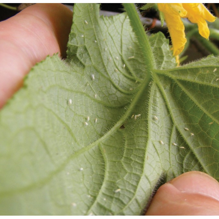 ZAPEX® - Tratament Insecticid Ecologic, Vitana - 500 ml