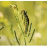 Tratament Insecto-Acaricid BERETA®, Ecologic, Vitana - 100 ml, Acarieni, Trips, Afide, Paduchi testosi, Boli fungice