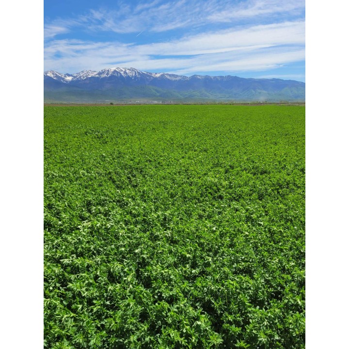 Samanta Lucerna Drajata MAS ALFA 4, Mas Seeds, 25 kg Samanta Lucerna Drajata MAS ALFA 4, Mas Seeds, 25 kg