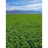 Samanta Lucerna Drajata MAS ALFA 4 Mas Seeds - sac 25 kg