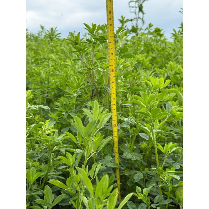 Samanta Lucerna Drajata MAS ALFA 4, Mas Seeds, 25 kg Samanta Lucerna Drajata MAS ALFA 4, Mas Seeds, 25 kg