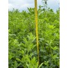 Samanta Lucerna Drajata MAS ALFA 4 Mas Seeds - sac 25 kg