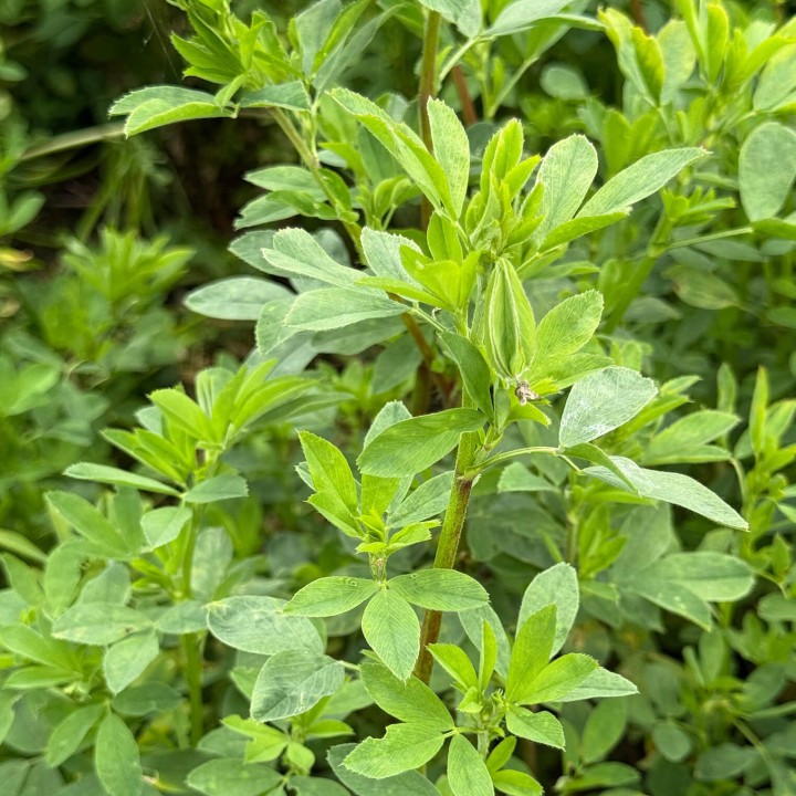Samanta Lucerna Drajata MAS ALFA 4, Mas Seeds, 25 kg Samanta Lucerna Drajata MAS ALFA 4, Mas Seeds, 25 kg