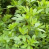 Samanta Lucerna Drajata MAS ALFA 4 Mas Seeds - sac 25 kg